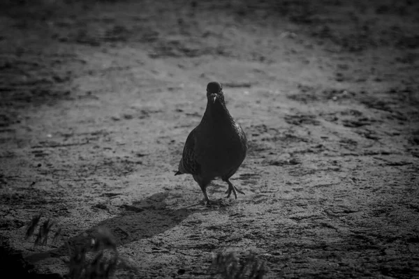 Dove Sand Black White Photography — Stock Photo, Image