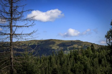 Dağların arka planında solmuş eski bir ağaç ve güneşli bir günde bulutlu mavi gökyüzü.