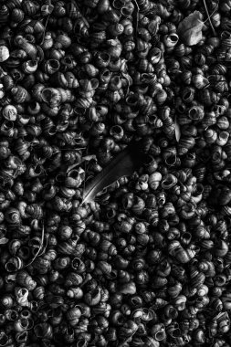 Sayısız sarmal salyangoz kabuğunun yüksek kontrastlı siyah ve beyaz dokusu, koyu renk tüy ve yaprak parçası dramatik bir odak ve organik detay ekler..