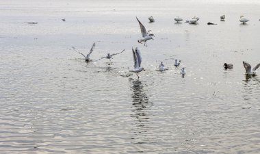 Dinamik uçuştaki martılar ve gümüşi üzerine inen dalgalı sular, uzun yansımaları ve huzurlu su kuşları parlak, yumuşak doğal ışık altında dinleniyor..