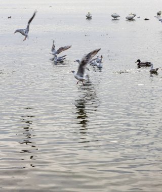 Vertical shot capturing gulls flying and landing over rippling, silvery water, with calm ducks and swans resting in the bright, soft-focused background.
