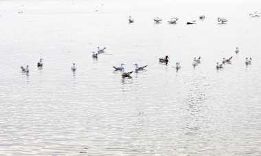 Deniz kuşlarının, martıların, kuğuların ve bir ördeğin huzur içinde dinlendiği ve son derece yansıtıcı bir su yüzeyinde yüzdüğü parlak, sakin bir sahne..