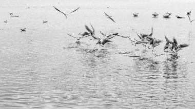 Dinamik monokrom sahnesi, arka planda diğer su kuşlarının gözlemlediği dokuma suyundaki yiyecek için aktif olarak sıçrayan ve kavga eden çok sayıda martıdan oluşuyor..