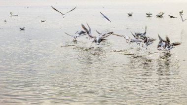 Canlı ve dinamik bir sahne. Titreyen bir su yüzeyine hızla inen bir martı sürüsünü yakalıyor. Su sıçratıyor ve aktif bir deniz yaban hayatı sergiliyor..