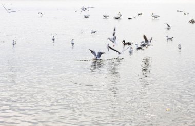 Gümüşi, yüksek anahtarlı su üzerinde hızla hareket eden martılar, birkaç kuş uçuyor ve diğerleri sakin, yansıtıcı bir yüzey üzerinde yüzüyor..