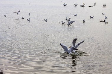Dynamic scene of two gulls splashing the water in a struggle for food, with many waterfowl and light ripples in the background.