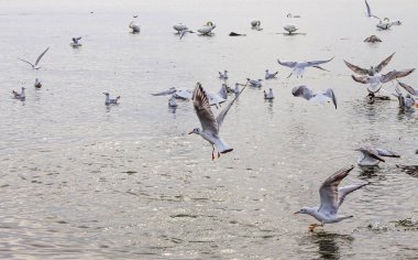 A dynamic scene of seagulls flying and landing on the water, with several white swans resting in the background on a wide, calm lake under a bright, overcast sky.