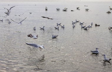 Büyük, dinamik bir martı sürüsü, kuğular ve ördekler, sakin, yansıtıcı bir su gövdesi üzerinde, kuşlarla birlikte uçan, inen ve bulutlu bir günde dinlenen..