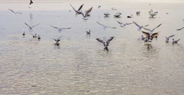 Seagulls and swans on a calm, shimmering water surface, captured in flight and resting on a bright, overcast day.