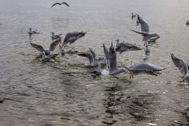 A dynamic flock of Black-headed Gulls is actively taking off and landing on rippling water, with some birds mid-flight and others floating. The scene is captured at dusk or in overcast light.