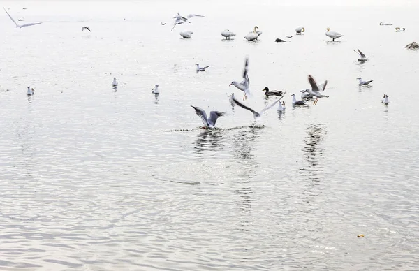 Gümüşi, yüksek anahtarlı su üzerinde hızla hareket eden martılar, birkaç kuş uçuyor ve diğerleri sakin, yansıtıcı bir yüzey üzerinde yüzüyor..