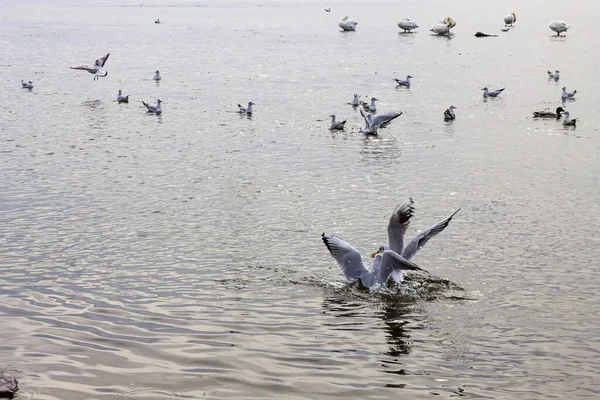 Dynamic scene of two gulls splashing the water in a struggle for food, with many waterfowl and light ripples in the background.