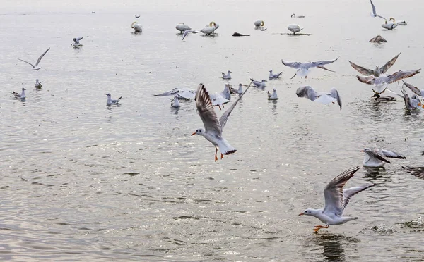 A dynamic scene of seagulls flying and landing on the water, with several white swans resting in the background on a wide, calm lake under a bright, overcast sky.