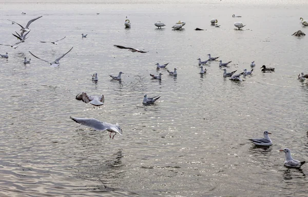 Büyük, dinamik bir martı sürüsü, kuğular ve ördekler, sakin, yansıtıcı bir su gövdesi üzerinde, kuşlarla birlikte uçan, inen ve bulutlu bir günde dinlenen..