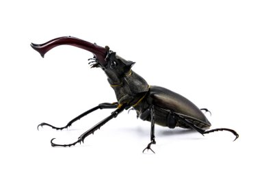 Geyik böceği beyaz arkaplanda izole edildi (Lucanus Cervus)