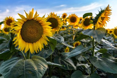 Güneşli bir yaz gününde mavi gökyüzünün arka planında çiçek açan bir tarla..