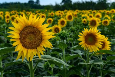 Güneşli bir yaz gününde mavi gökyüzünün arka planında çiçek açan bir tarla..