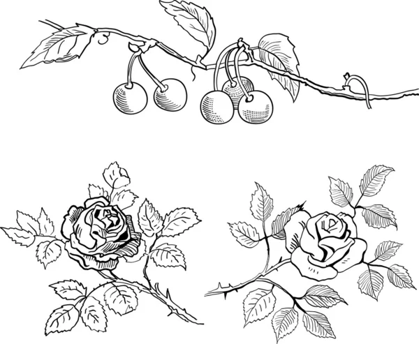 Croquis de cerises sur une branche et roses — Image vectorielle