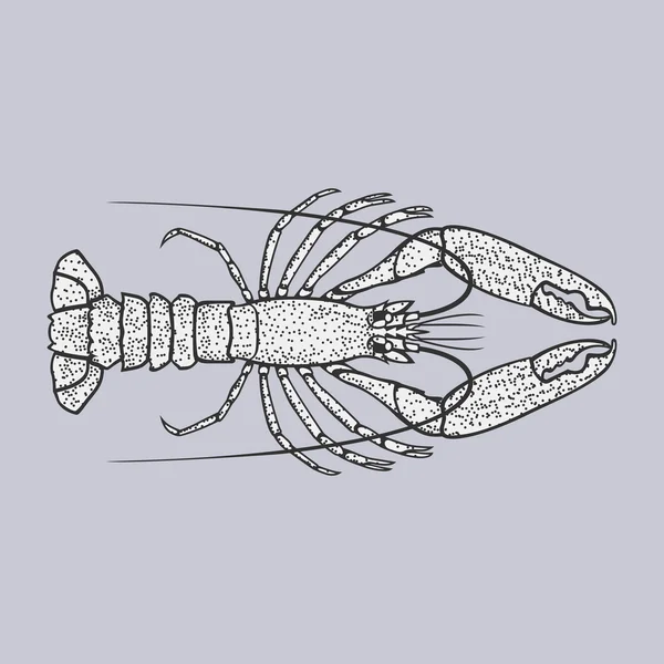 Illustrazione vettoriale di aragosta o gamberi in stile vintage . — Vettoriale Stock