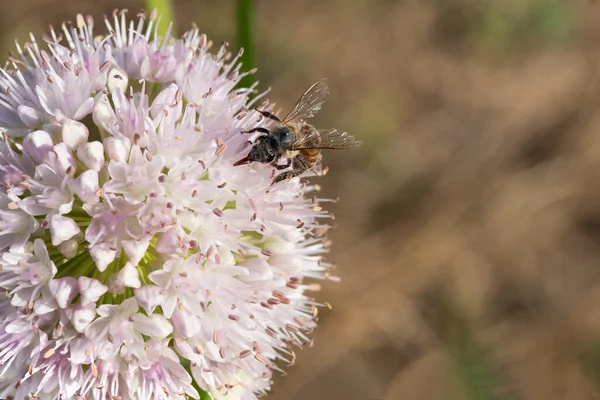 Bee on spring blooming onion. Honey bee collecting pollen of white onion flower on blurred background.