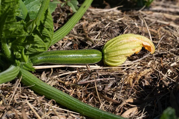 Close-up of small green zucchini vegetable with yellow flower with part of bush with leaves and stems on ground. Growth or flowering of zucchini. Spring or summer harvest.