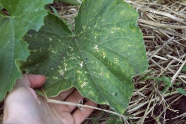 Haşaratlar tarafından ısırılan yeşil yapraklardaki delikler. Chrysomelidae yaprak böceği yeşil yaprakları yer ve tarıma zarar verir. Cruciferous piresi. 