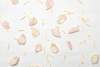 Açık pembe güllerin taç yaprakları ve beyaz renkli çiçeklerin çiçekleri.