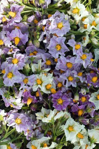 Purple White Flowering Potatoes Nature Background Potato Farm — Fotografia de Stock