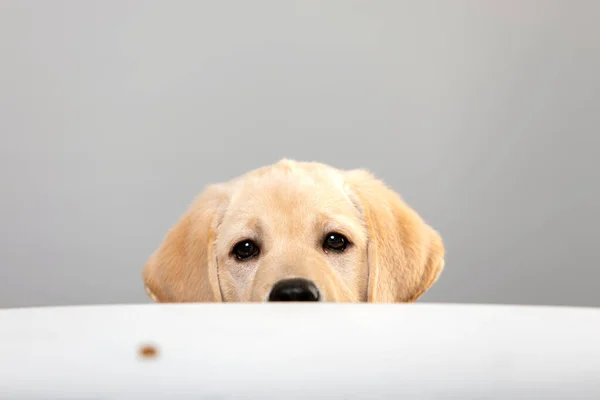 Portrait Labrador Puppy Peeking Muzzle White Table Gray Background Copy — Stock Photo, Image