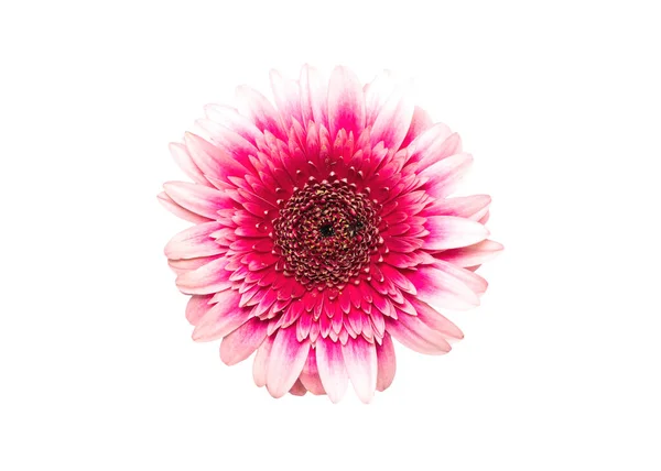 Ροζ Κεφάλι Λουλούδι Gerbera Λευκό Απομονωμένο Φόντο Στοιχείο Σχεδιασμού — Φωτογραφία Αρχείου