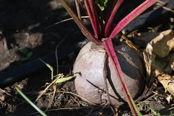 large red beets grow in garden on organic farm or vegetable garden. Beetroot with leaves.