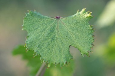 Herbisidal yanığın belirtisi olarak üzüm yapraklarının kırışıklığı. Ot öldürücü büyüme düzenleyicileri nedeniyle üzüm bitkilerine hasar