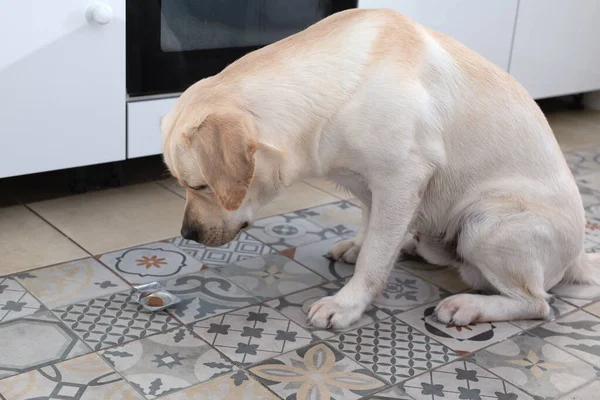 Labrador Dog Looks Pill Lying Floor Home Tick Flea Prevention — Stock Photo, Image