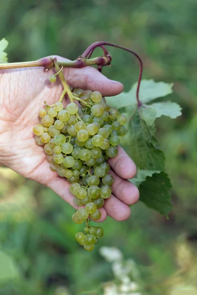 Close Van Rijpe Heerlijke Bos Van Groene Druiven Wijnstok Met — Stockfoto