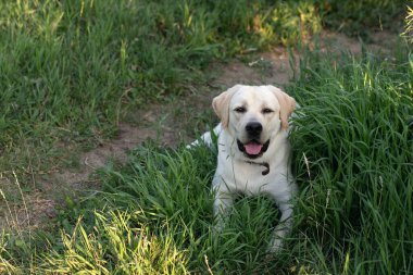 İki yaşındaki Labrador av köpeği yavrusunun çimenlerde gün batımında inanılmaz portresi..