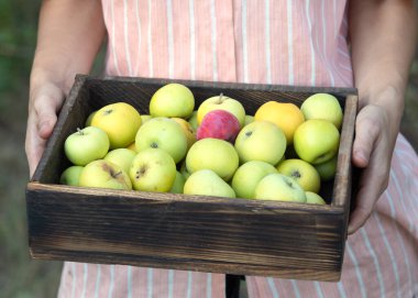 Ellerinde tatlı elmalarla tahta kutu tutan bir kadın resmi. Taze ve organik hasat kavramı. Sağlıklı beslenme fikri