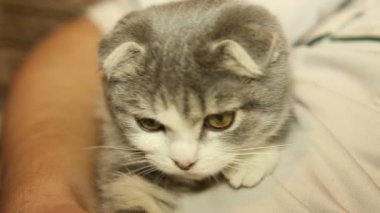 Kedi insan midesinde kat yakın çekim