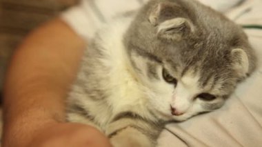 Kedi insan midesinde kat yakın çekim