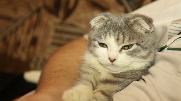 Dobre o gato no estômago humano, close-up — Vídeo de Stock