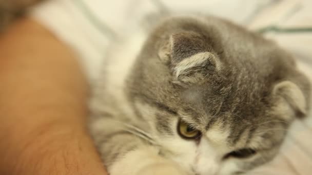 Dobre o gato no estômago humano, close-up — Vídeo de Stock