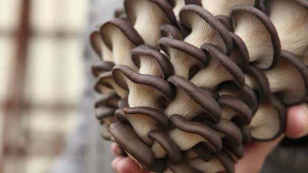 Man holding a large oyster mushrooms — Stock Video