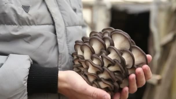 Mann hält große Austernpilze in der Hand — Stockvideo