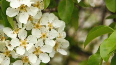 Rüzgarda sallanan armut ağacının dalını çiçekli