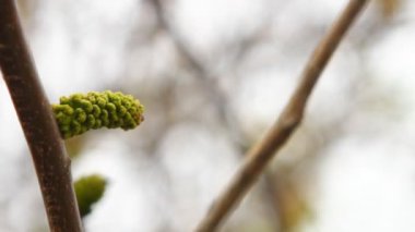 rüzgarda sallanan şube hazel genç yapraklarda