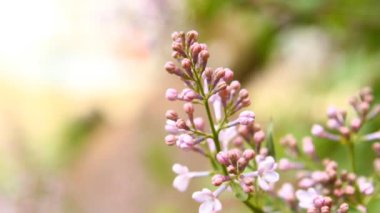 rüzgarda sallanan çiçek leylak