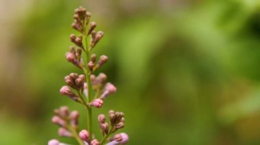 rüzgarda sallanan çiçek leylak