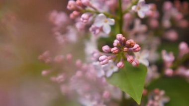 rüzgarda sallanan çiçek leylak