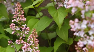 rüzgarda sallanan çiçek leylak