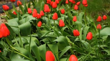 rüzgarda sallanan bir yatakta laleler