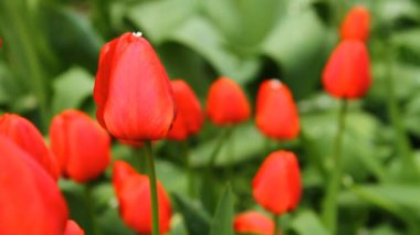 rüzgarda sallanan bir yatakta laleler